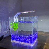 베타 기본 어항세트 수족관 베타키우기 얼음보석 어항, 오렌지
