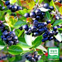 취송농원 햇 아로니아 생과 5kg 친환경 무농약 인증 국내산 100%, 아로니아생과