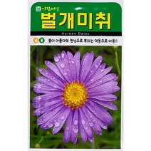 벌개미취 꽃씨앗 500립, 단품