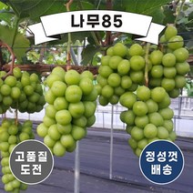 (나무85) 포도나무묘목 8종 시리즈, 6. 마이하트 접1