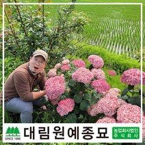 [대림원예종묘] 수국 미국수국 왜성미국수국 아나벨수국, 왜성미국수국(아나벨수국) 블랑쉐트 3리터포트