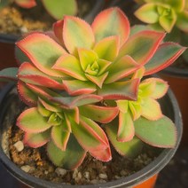 [소소한다육] 까라솔 에오니움속 다육식물 국민다육