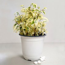 마이플랜트 [마이플랜트]무늬 벤자민 중형 벤자민나무 고무나무 키우기 공기정화식물, 선택완료, 무늬벤자민/중형