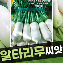 알타리무 씨앗 하우스 봄노지재배에 적합한 뽀삐알타리 20g