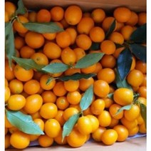 당일채과 금귤 낑깡 제주직송 1kg 3kg 5kg 정과 꼬마귤, 금귤 3kg(중대과)