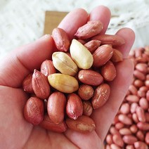 [산지직송] 좋은물과 흙이 만들어낸 땅콩! 23년 여주 햇 볶음 땅콩 500g, 1개