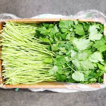 참나물 1kg