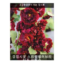겹접시꽃 스피링셀러브리티즈 크림슨 10립/다년생꽃씨/키가큰식물/씨앗