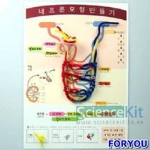 ForU311 네프론 모형만들기 4인용 실험교구 과학실험키트 조별실험 단체실험 과학교재
