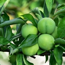 영천 켈시 첼시 자두 청 초록 자두 1kg 2kg 산지직송, 2kg / 특 / 16~22과내외, 1개