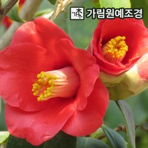 동백나무 가림원예조경, 동백 키60~80cm 분묘 (색상랜덤), 1개