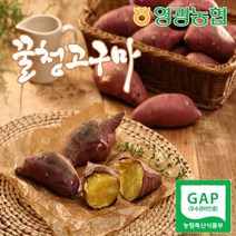 파머스미소 [미소드림] 영광농협 22년 햇 꿀청고구마 맛있는 꿀고구마 5kg (특상중)
