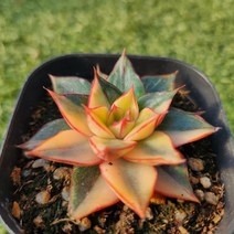 다육세상 다육이 모노금