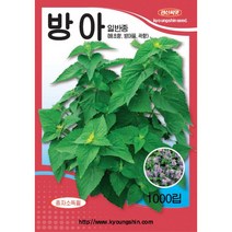 (씨앗) 방아 - 배초향 - 방아풀 - 곽향 - 허브 - 방아잎 씨앗 종자 - 1g