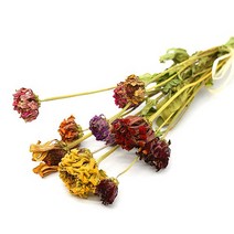 드라이플라워 백일홍10송이