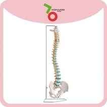 척추모형 척추와 골반 (A250) 독일 인체모형