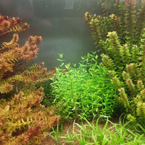 초보자 수초 세트, 6종