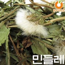 민들레차 300g 민들레 효능 먹는법 국산, 민들레300g