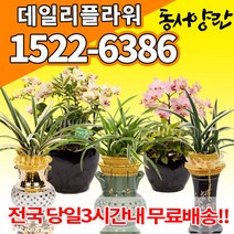 철골소심 호접난 호접란 만천홍 산천보세 대국 채홍 일향 덴파레 온시디움 황금 투각분, (선택46)황금일향