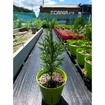 (웨스턴 서양측백) 엑셀사 20cm 컬러 조경포트