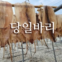 선동 마른 오징어 건오징어 5-20마리 다양한 크기, 마른오징어, 당일바리 마른오징어 중 20마리 (1500g)