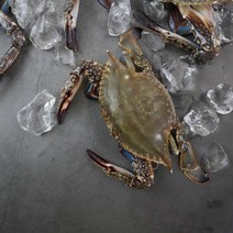 2022년 국산 서해안 태안 신진도 제철 활 꽃게 1kg 2kg 3kg 봄 가을 생물 숫꽃게 급냉, 생물 꽃게 1kg