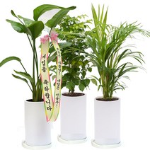 대형 축하화분 개업 승진 결혼 이사 생일 축하 화분, 여인초or극락조, 1개