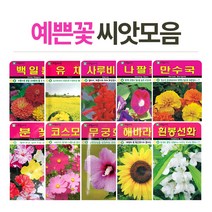 고급 꽃씨 씨앗키우기 꽃씨앗 플라워씨드, (고급꽃씨)접시꽃100립