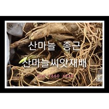 산마늘종근 40주 산마늘모종 산마늘씨앗재배