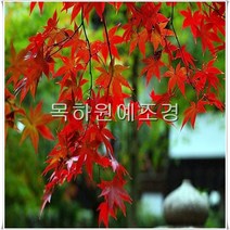 목하원예조경 단풍나무 묘목 (청단풍) 실생2년특묘