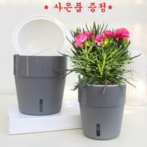 자동 급수 수위창 화분 + 사은품 증정 (다양도 휴대폰 거치대 색상랜덤), 자동급수화분