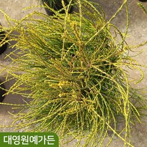 프랭키보이 키70cm내외 말총나무 측백나무 황금색, 프랭키보이 키70cm내외 흙분, 1개