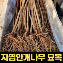 자엽안개 정원 묘목 나무 안개나무 정원, 1개