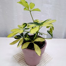 칼라홍콩야자 키우기 무늬 홍콩야자 나무 핑크화분, 단품, 1개