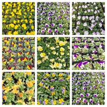 비올라 꽃 모종 봄꽃 화단꾸미기 비올라모종, 연노랑, 모종 1개