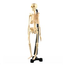 인체 뼈 모형 과학 교육 실습용 (46cm) 키즈사이언스
