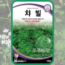 챠빌 씨앗 100립 처빌 차빌 chervil 허브씨 전호속, 1개