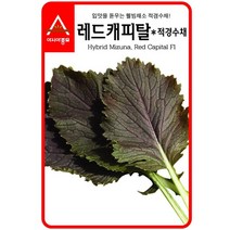 [3월신상품] 경수채 교나씨 레드캐피탈 적경수채 3g, 본상품선택