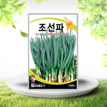 조선파씨앗 1000립 구조파 토종재래종 씨 종자 다수확, 단품