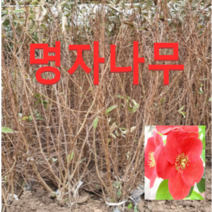 (성실농원)명자나무 묘목 키60센치 5그루