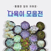 다육이 총 집합!! (지름 8~9cm) 1.라울2.먼로3.핑크프릴4.방울복랑5.크리스마스 6.파블로 7.비취후리데 8.레티지아 9.라일락 10.티피