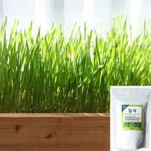 세경팜 밀싹 씨앗 1kg