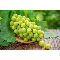 [꽃담은나무] 샤인머스켓 묘목, 2. 삽목1년 포트묘