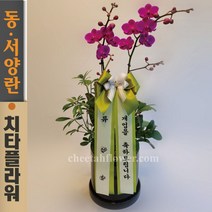 치타플라워 서양란 만천홍 승진 축하 개업 결혼 생일 화분 미니 난 호접 [p04-0507] 난배달 서양난 동양난 동양란 전국 당일 배송 꽃배달