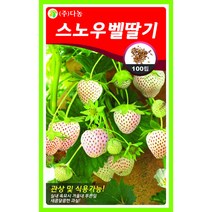 스노우벨 딸기씨앗 100립 흰색딸기 고급하얀딸기