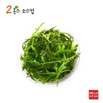 헬로아쿠아 모음)음성(활착)수초 모스류 수족관 어항장식용 수족관꾸미기, 3번) 윌로 모스 소스컵포장 1컵