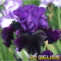 미국아이리스 숙근(미드나이트)
