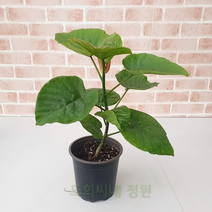 도희씨네 정원>> 청정관리 휘카스 움베르타 중 160″ class=”wr-img”></a></div></div></div></div><div class=