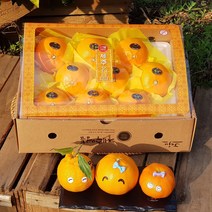 - 7일간반짝할인 - 천혜향 3kg(8~13수 대과선물용) 그윽한 맛과 향 제주과일의 여왕 품격있는 설과일선물세트 박스무게포함, 2박스