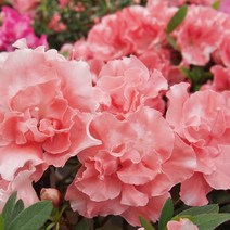 아젤리아 복색장미 3주묶음 / 서양철쭉 벨지움 / 공기정화 되는 예쁜 식물 / FG2-1